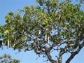 Kigelia pinnata